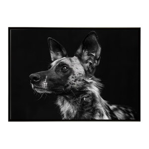 African wild dog �A�t���J�����C���h�h�b�N ���J�I�� �R���[�e �� �n�C�G�i �T�o���i �A�t���J ���� ���R �l�C�`���[ ���� �A�j�}�� �쐶���� �ʐ^�|�X�^�[ �C���e���A ������� �v�����g�|�X�^