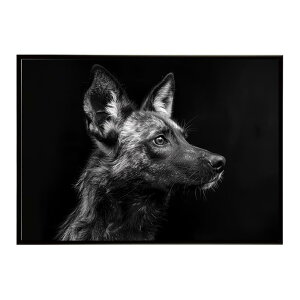 African wild dog AtJChhbN JI R[e  nCGi Toi AtJ  R lC`[  Aj} 쐶 ʐ^|X^[ CeA  vg|X^