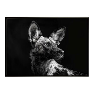 African wild dog �A�t���J�����C���h�h�b�N ���J�I�� �R���[�e �� �n�C�G�i �T�o���i �A�t���J ���� ���R �l�C�`���[ ���� �A�j�}�� �쐶���� �ʐ^�|�X�^�[ �C���e���A ������� �v�����g�|�X�^