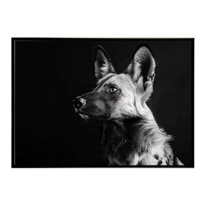 African wild dog �A�t���J�����C���h�h�b�N ���J�I�� �R���[�e �� �n�C�G�i �T�o���i �A�t���J ���� ���R �l�C�`���[ ���� �A�j�}�� �쐶���� �ʐ^�|�X�^�[ �C���e���A ������� �v�����g�|�X�^