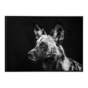 African wild dog �A�t���J�����C���h�h�b�N ���J�I�� �R���[�e �� �n�C�G�i �T�o���i �A�t���J ���� ���R �l�C�`���[ ���� �A�j�}�� �쐶���� �ʐ^�|�X�^�[ �C���e���A ������� �v�����g�|�X�^