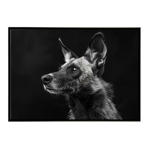 African wild dog �A�t���J�����C���h�h�b�N ���J�I�� �R���[�e �� �n�C�G�i �T�o���i �A�t���J ���� ���R �l�C�`���[ ���� �A�j�}�� �쐶���� �ʐ^�|�X�^�[ �C���e���A ������� �v�����g�|�X�^