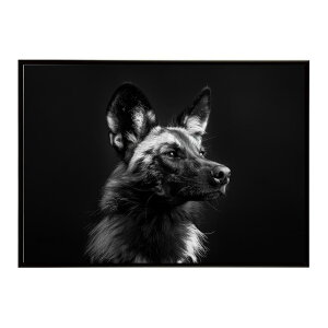 African wild dog �A�t���J�����C���h�h�b�N ���J�I�� �R���[�e �� �n�C�G�i �T�o���i �A�t���J ���� ���R �l�C�`���[ ���� �A�j�}�� �쐶���� �ʐ^�|�X�^�[ �C���e���A ������� �v�����g�|�X�^