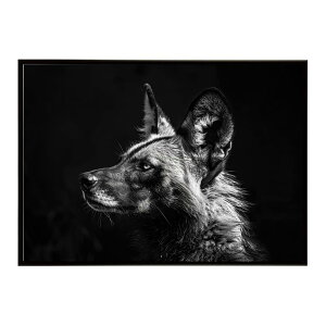 African wild dog �A�t���J�����C���h�h�b�N ���J�I�� �R���[�e �� �n�C�G�i �T�o���i �A�t���J ���� ���R �l�C�`���[ ���� �A�j�}�� �쐶���� �ʐ^�|�X�^�[ �C���e���A ������� �v�����g�|�X�^