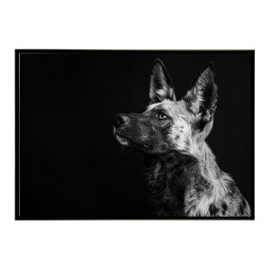 African wild dog AtJChhbN JI R[e  nCGi Toi AtJ  R lC`[  Aj} 쐶 ʐ^|X^[ CeA  vg|X^