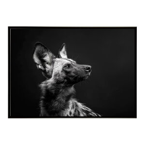 African wild dog �A�t���J�����C���h�h�b�N ���J�I�� �R���[�e �� �n�C�G�i �T�o���i �A�t���J ���� ���R �l�C�`���[ ���� �A�j�}�� �쐶���� �ʐ^�|�X�^�[ �C���e���A ������� �v�����g�|�X�^