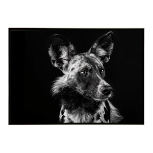 African wild dog �A�t���J�����C���h�h�b�N ���J�I�� �R���[�e �� �n�C�G�i �T�o���i �A�t���J ���� ���R �l�C�`���[ ���� �A�j�}�� �쐶���� �ʐ^�|�X�^�[ �C���e���A ������� �v�����g�|�X�^