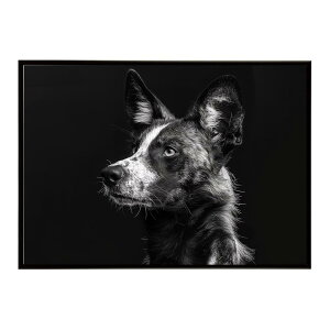 African wild dog �A�t���J�����C���h�h�b�N ���J�I�� �R���[�e �� �n�C�G�i �T�o���i �A�t���J ���� ���R �l�C�`���[ ���� �A�j�}�� �쐶���� �ʐ^�|�X�^�[ �C���e���A ������� �v�����g�|�X�^