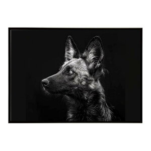 African wild dog �A�t���J�����C���h�h�b�N ���J�I�� �R���[�e �� �n�C�G�i �T�o���i �A�t���J ���� ���R �l�C�`���[ ���� �A�j�}�� �쐶���� �ʐ^�|�X�^�[ �C���e���A ������� �v�����g�|�X�^