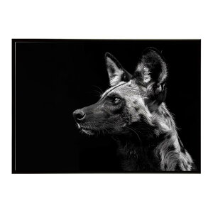 African wild dog �A�t���J�����C���h�h�b�N ���J�I�� �R���[�e �� �n�C�G�i �T�o���i �A�t���J ���� ���R �l�C�`���[ ���� �A�j�}�� �쐶���� �ʐ^�|�X�^�[ �C���e���A ������� �v�����g�|�X�^