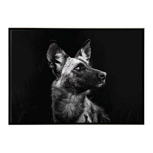 African wild dog �A�t���J�����C���h�h�b�N ���J�I�� �R���[�e �� �n�C�G�i �T�o���i �A�t���J ���� ���R �l�C�`���[ ���� �A�j�}�� �쐶���� �ʐ^�|�X�^�[ �C���e���A ������� �v�����g�|�X�^