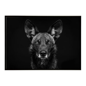 African wild dog �A�t���J�����C���h�h�b�N ���J�I�� �R���[�e �� �n�C�G�i �T�o���i �A�t���J ���� ���R �l�C�`���[ ���� �A�j�}�� �쐶���� �ʐ^�|�X�^�[ �C���e���A ������� �v�����g�|�X�^