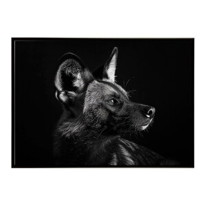 African wild dog �A�t���J�����C���h�h�b�N ���J�I�� �R���[�e �� �n�C�G�i �T�o���i �A�t���J ���� ���R �l�C�`���[ ���� �A�j�}�� �쐶���� �ʐ^�|�X�^�[ �C���e���A ������� �v�����g�|�X�^