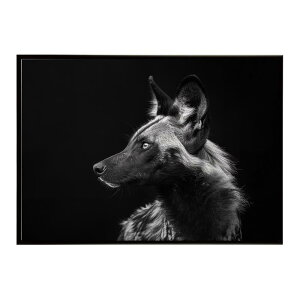 African wild dog �A�t���J�����C���h�h�b�N ���J�I�� �R���[�e �� �n�C�G�i �T�o���i �A�t���J ���� ���R �l�C�`���[ ���� �A�j�}�� �쐶���� �ʐ^�|�X�^�[ �C���e���A ������� �v�����g�|�X�^