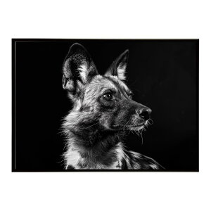 African wild dog �A�t���J�����C���h�h�b�N ���J�I�� �R���[�e �� �n�C�G�i �T�o���i �A�t���J ���� ���R �l�C�`���[ ���� �A�j�}�� �쐶���� �ʐ^�|�X�^�[ �C���e���A ������� �v�����g�|�X�^