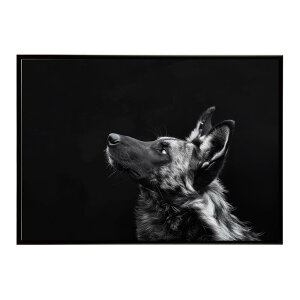 African wild dog �A�t���J�����C���h�h�b�N ���J�I�� �R���[�e �� �n�C�G�i �T�o���i �A�t���J ���� ���R �l�C�`���[ ���� �A�j�}�� �쐶���� �ʐ^�|�X�^�[ �C���e���A ������� �v�����g�|�X�^