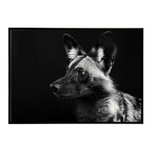 African wild dog �A�t���J�����C���h�h�b�N ���J�I�� �R���[�e �� �n�C�G�i �T�o���i �A�t���J ���� ���R �l�C�`���[ ���� �A�j�}�� �쐶���� �ʐ^�|�X�^�[ �C���e���A ������� �v�����g�|�X�^