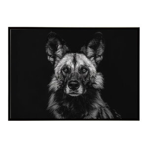 African wild dog �A�t���J�����C���h�h�b�N ���J�I�� �R���[�e �� �n�C�G�i �T�o���i �A�t���J ���� ���R �l�C�`���[ ���� �A�j�}�� �쐶���� �ʐ^�|�X�^�[ �C���e���A ������� �v�����g�|�X�^