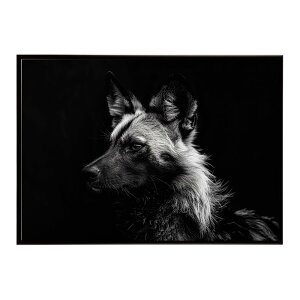 African wild dog �A�t���J�����C���h�h�b�N ���J�I�� �R���[�e �� �n�C�G�i �T�o���i �A�t���J ���� ���R �l�C�`���[ ���� �A�j�}�� �쐶���� �ʐ^�|�X�^�[ �C���e���A ������� �v�����g�|�X�^