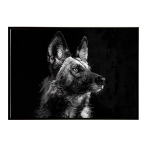 African wild dog �A�t���J�����C���h�h�b�N ���J�I�� �R���[�e �� �n�C�G�i �T�o���i �A�t���J ���� ���R �l�C�`���[ ���� �A�j�}�� �쐶���� �ʐ^�|�X�^�[ �C���e���A ������� �v�����g�|�X�^