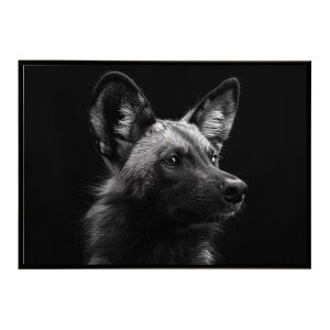 African wild dog �A�t���J�����C���h�h�b�N ���J�I�� �R���[�e �� �n�C�G�i �T�o���i �A�t���J ���� ���R �l�C�`���[ ���� �A�j�}�� �쐶���� �ʐ^�|�X�^�[ �C���e���A ������� �v�����g�|�X�^