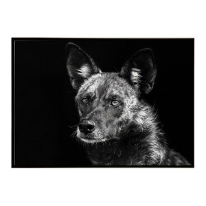 African wild dog �A�t���J�����C���h�h�b�N ���J�I�� �R���[�e �� �n�C�G�i �T�o���i �A�t���J ���� ���R �l�C�`���[ ���� �A�j�}�� �쐶���� �ʐ^�|�X�^�[ �C���e���A ������� �v�����g�|�X�^