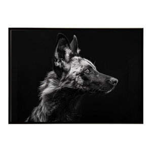 African wild dog �A�t���J�����C���h�h�b�N ���J�I�� �R���[�e �� �n�C�G�i �T�o���i �A�t���J ���� ���R �l�C�`���[ ���� �A�j�}�� �쐶���� �ʐ^�|�X�^�[ �C���e���A ������� �v�����g�|�X�^