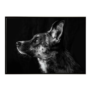 African wild dog �A�t���J�����C���h�h�b�N ���J�I�� �R���[�e �� �n�C�G�i �T�o���i �A�t���J ���� ���R �l�C�`���[ ���� �A�j�}�� �쐶���� �ʐ^�|�X�^�[ �C���e���A ������� �v�����g�|�X�^