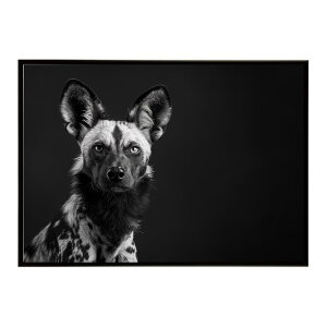 African wild dog �A�t���J�����C���h�h�b�N ���J�I�� �R���[�e �� �n�C�G�i �T�o���i �A�t���J ���� ���R �l�C�`���[ ���� �A�j�}�� �쐶���� �ʐ^�|�X�^�[ �C���e���A ������� �v�����g�|�X�^