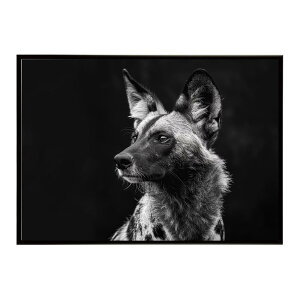 African wild dog �A�t���J�����C���h�h�b�N ���J�I�� �R���[�e �� �n�C�G�i �T�o���i �A�t���J ���� ���R �l�C�`���[ ���� �A�j�}�� �쐶���� �ʐ^�|�X�^�[ �C���e���A ������� �v�����g�|�X�^