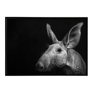 Aardvark �A�[�h�o�[�N �c�`�u�^ �T�o���i �A�t���J ���� ���R �l�C�`���[ ���� �A�j�}�� �쐶���� �ʐ^�|�X�^�[ �C���e���A ������� �v�����g�|�X�^�[ �t�H�g �V���v�� ������ ���� �傫��/lh-
