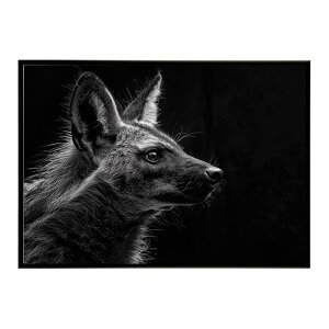 Aardwolf �A�[�h�E���t �T�o���i �A�t���J ���� ���R �l�C�`���[ ���� �A�j�}�� �쐶���� �ʐ^�|�X�^�[ �C���e���A ������� �v�����g�|�X�^�[ �t�H�g �V���v�� ������ ���� �傫��/lh-poster-7253