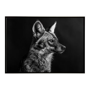 Aardwolf �A�[�h�E���t �T�o���i �A�t���J ���� ���R �l�C�`���[ ���� �A�j�}�� �쐶���� �ʐ^�|�X�^�[ �C���e���A ������� �v�����g�|�X�^�[ �t�H�g �V���v�� ������ ���� �傫��/lh-poster-7259