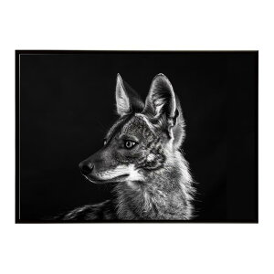 Aardwolf �A�[�h�E���t �T�o���i �A�t���J ���� ���R �l�C�`���[ ���� �A�j�}�� �쐶���� �ʐ^�|�X�^�[ �C���e���A ������� �v�����g�|�X�^�[ �t�H�g �V���v�� ������ ���� �傫��/lh-poster-7267