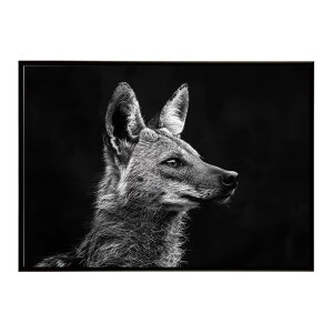 Aardwolf �A�[�h�E���t �T�o���i �A�t���J ���� ���R �l�C�`���[ ���� �A�j�}�� �쐶���� �ʐ^�|�X�^�[ �C���e���A ������� �v�����g�|�X�^�[ �t�H�g �V���v�� ������ ���� �傫��/lh-poster-7272