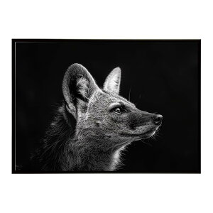 Aardwolf �A�[�h�E���t �T�o���i �A�t���J ���� ���R �l�C�`���[ ���� �A�j�}�� �쐶���� �ʐ^�|�X�^�[ �C���e���A ������� �v�����g�|�X�^�[ �t�H�g �V���v�� ������ ���� �傫��/lh-poster-7274