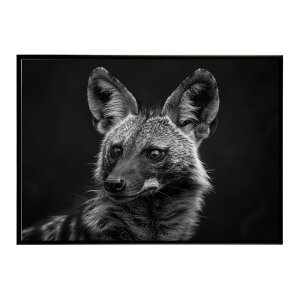 Aardwolf �A�[�h�E���t �T�o���i �A�t���J ���� ���R �l�C�`���[ ���� �A�j�}�� �쐶���� �ʐ^�|�X�^�[ �C���e���A ������� �v�����g�|�X�^�[ �t�H�g �V���v�� ������ ���� �傫��/lh-poster-7283