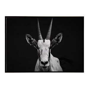 Oryx IbNX Toi AtJ  R lC`[  Aj} 쐶 ʐ^ Ae[v |X^[ CeA  vg|X^[ tHg Vv   傫/