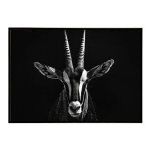 Oryx �I���b�N�X �T�o���i �A�t���J ���� ���R �l�C�`���[ ���� �A�j�}�� �쐶���� �ʐ^ �A���e���[�v ���|�X�^�[ �C���e���A ������� �v�����g�|�X�^�[ �t�H�g �V���v�� ������ ���� �傫��/