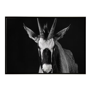 Oryx �I���b�N�X �T�o���i �A�t���J ���� ���R �l�C�`���[ ���� �A�j�}�� �쐶���� �ʐ^ �A���e���[�v ���|�X�^�[ �C���e���A ������� �v�����g�|�X�^�[ �t�H�g �V���v�� ������ ���� �傫��/
