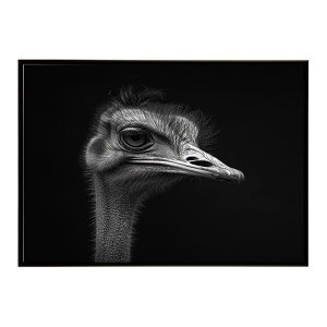 Ostrich �_�`���E �I�[�X�g���b�` �T�o���i �A�t���J ���� ���R �l�C�`���[ ���� �A�j�}�� �쐶���� �ʐ^ ���|�X�^�[ �C���e���A ������� �v�����g�|�X�^�[ �t�H�g �V���v�� ������ ���� �傫