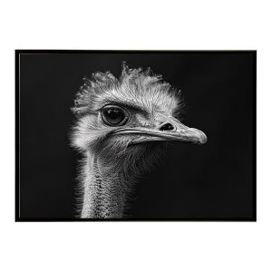 Ostrich �_�`���E �I�[�X�g���b�` �T�o���i �A�t���J ���� ���R �l�C�`���[ ���� �A�j�}�� �쐶���� �ʐ^ ���|�X�^�[ �C���e���A ������� �v�����g�|�X�^�[ �t�H�g �V���v�� ������ ���� �傫