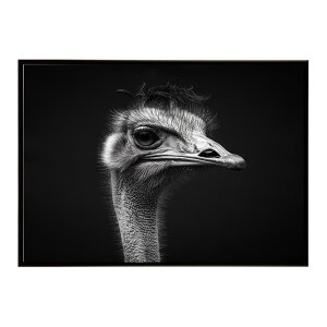 Ostrich �_�`���E �I�[�X�g���b�` �T�o���i �A�t���J ���� ���R �l�C�`���[ ���� �A�j�}�� �쐶���� �ʐ^ ���|�X�^�[ �C���e���A ������� �v�����g�|�X�^�[ �t�H�g �V���v�� ������ ���� �傫