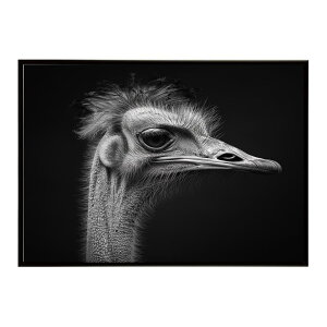 Ostrich �_�`���E �I�[�X�g���b�` �T�o���i �A�t���J ���� ���R �l�C�`���[ ���� �A�j�}�� �쐶���� �ʐ^ ���|�X�^�[ �C���e���A ������� �v�����g�|�X�^�[ �t�H�g �V���v�� ������ ���� �傫