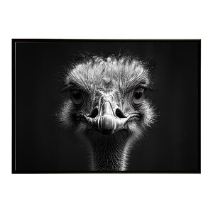 Ostrich �_�`���E �I�[�X�g���b�` �T�o���i �A�t���J ���� ���R �l�C�`���[ ���� �A�j�}�� �쐶���� �ʐ^ ���|�X�^�[ �C���e���A ������� �v�����g�|�X�^�[ �t�H�g �V���v�� ������ ���� �傫