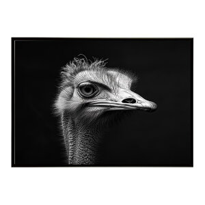 Ostrich �_�`���E �I�[�X�g���b�` �T�o���i �A�t���J ���� ���R �l�C�`���[ ���� �A�j�}�� �쐶���� �ʐ^ ���|�X�^�[ �C���e���A ������� �v�����g�|�X�^�[ �t�H�g �V���v�� ������ ���� �傫