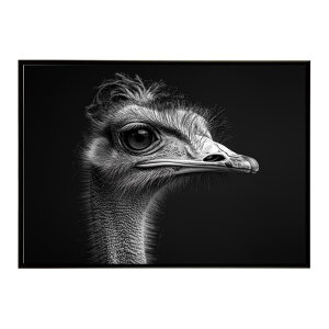 Ostrich �_�`���E �I�[�X�g���b�` �T�o���i �A�t���J ���� ���R �l�C�`���[ ���� �A�j�}�� �쐶���� �ʐ^ ���|�X�^�[ �C���e���A ������� �v�����g�|�X�^�[ �t�H�g �V���v�� ������ ���� �傫