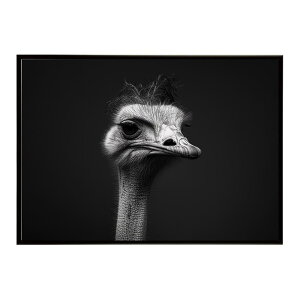 Ostrich �_�`���E �I�[�X�g���b�` �T�o���i �A�t���J ���� ���R �l�C�`���[ ���� �A�j�}�� �쐶���� �ʐ^ ���|�X�^�[ �C���e���A ������� �v�����g�|�X�^�[ �t�H�g �V���v�� ������ ���� �傫