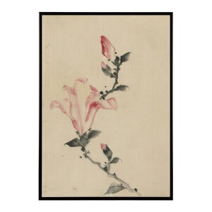 k  |X^[ fW^}X^[ G G Gt 傫ȓF̉ - Large Pink Blossom by Katsushika Hokusai|X^[ pƃTCYIׂ CeA  vg|X^[ ybn-pos