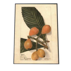 オレンジ 果物 みかん 博物画 植物 ポスター 図鑑 レトロ 古い ビンテージ オールド デジタルリマスター インテリア おしゃれ アート 古紙 珍しい 縦【bn-poster-318】